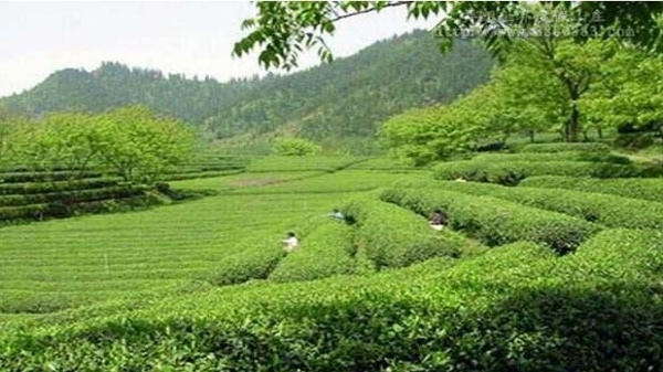 天堂山高山生态观光茶园基地与加工项目简介