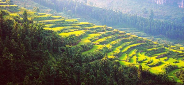 南岗梯田