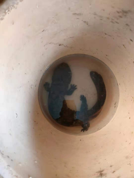 群众在田里捡到的娃娃鱼_20210826.jpg