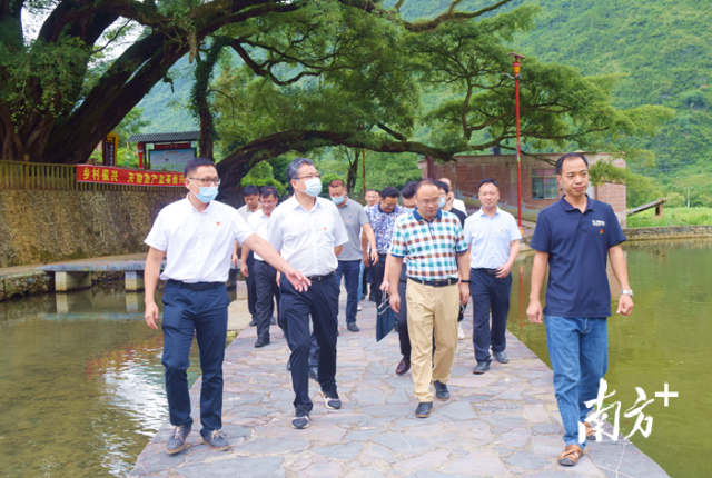 1前往大麦山镇白芒村实地考察千年古榕旅游产业建设情况.jpg
